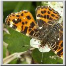 Araschnia levana - Landkaertchen 05.jpg